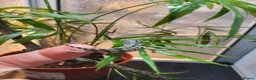 Chameleon reptiles for sale: Panther Chameleon  - Advert 3