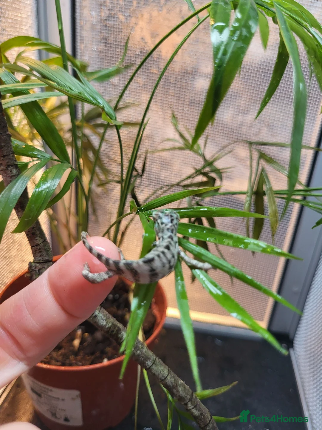 Chameleon reptiles for sale: Panther Chameleon  - Advert 3