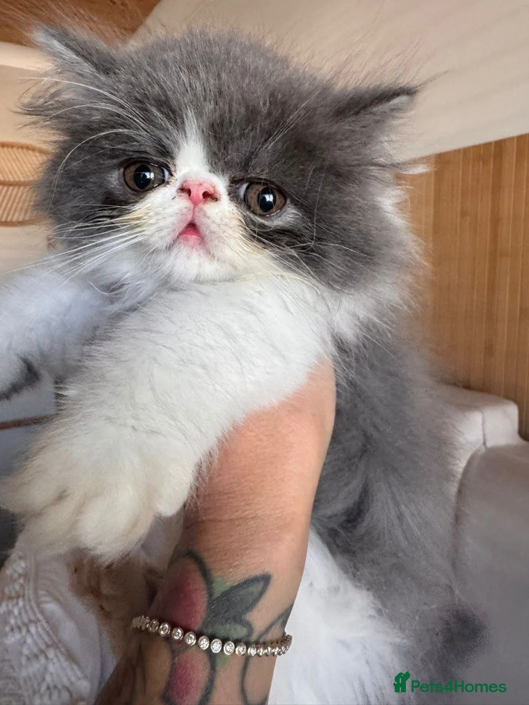 Exotic cats for sale: Exotic Persian kittens - Advert 2