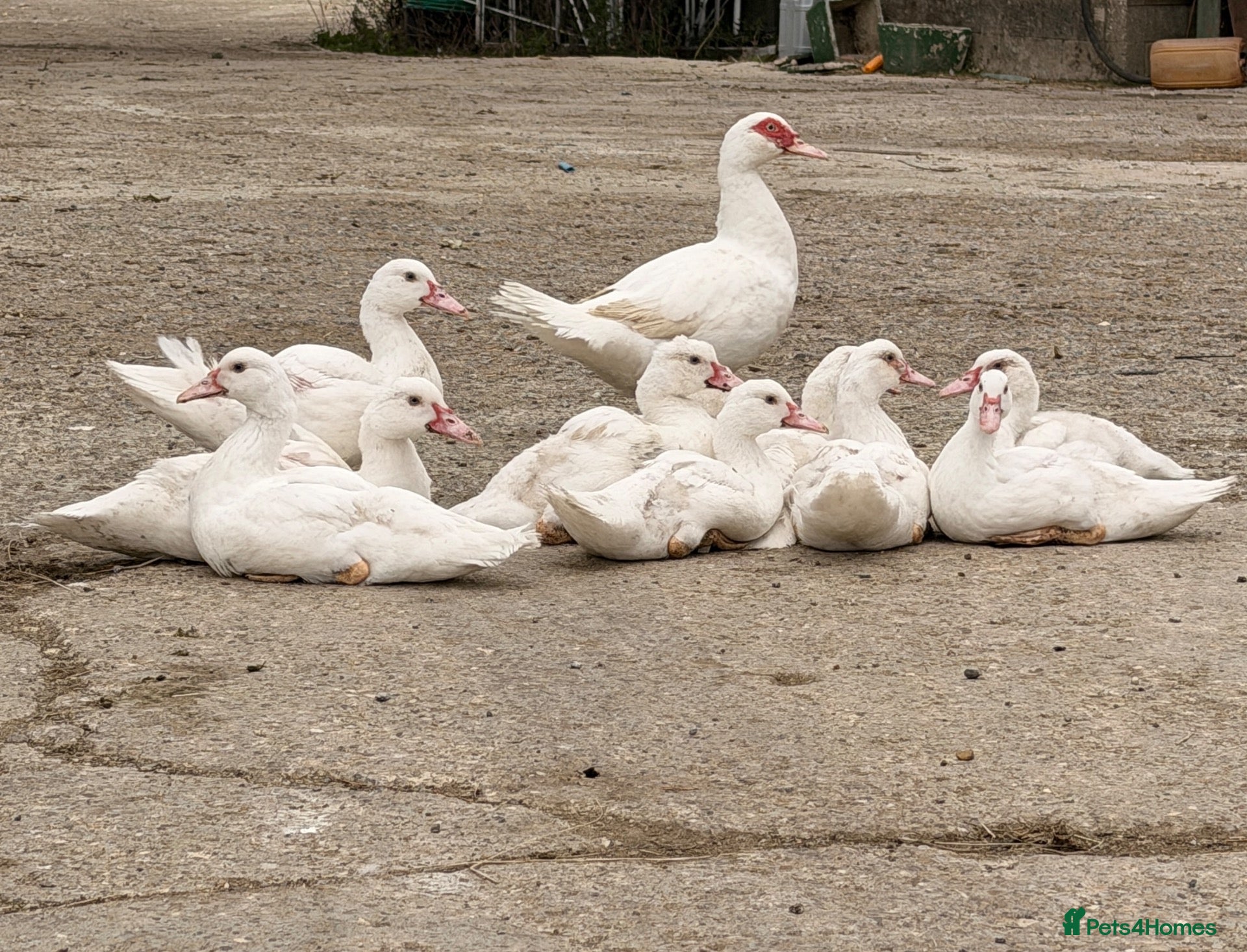 Ducks poultry Muscovy Ducklings for sale  - Advert 6