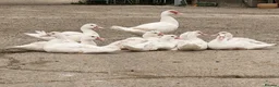 Ducks poultry for sale: Muscovy Ducklings for sale  - Advert 1