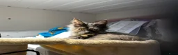 Maine Coon cats for sale: Tica reg Maine coons - Advert 5