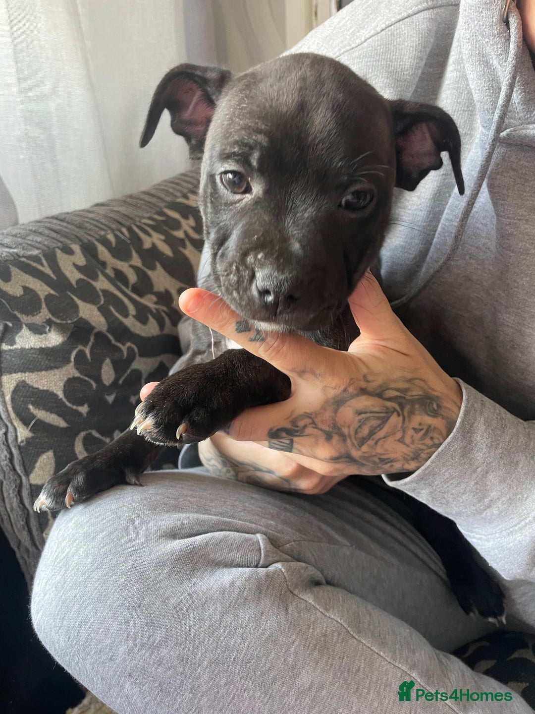 Staffordshire Bull Terrier dogs for sale: Last female Staffy looking for forever home - Image 3