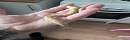 Mixed Breed reptiles for sale: 3 snakes for sale (see description) - Advert 2