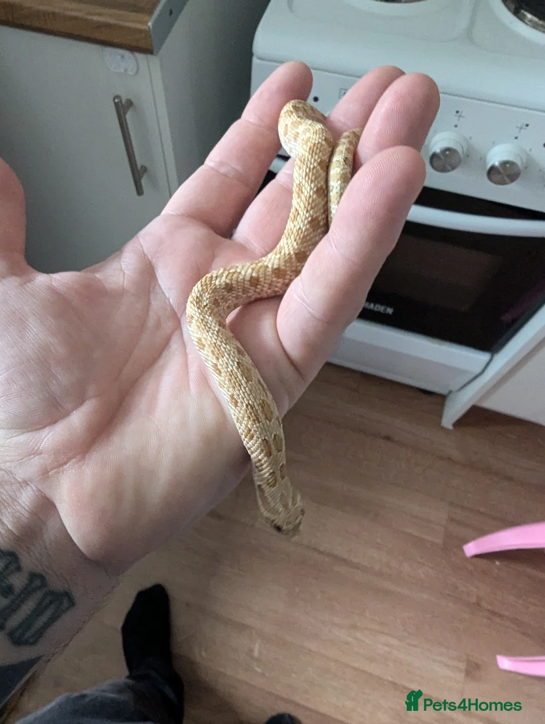 Mixed Breed reptiles for sale: 2 snakes for sale (see description) - Advert 2