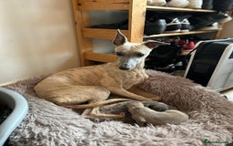 Whippet dogs for sale: Adorable home bred KC whippets - Image 6