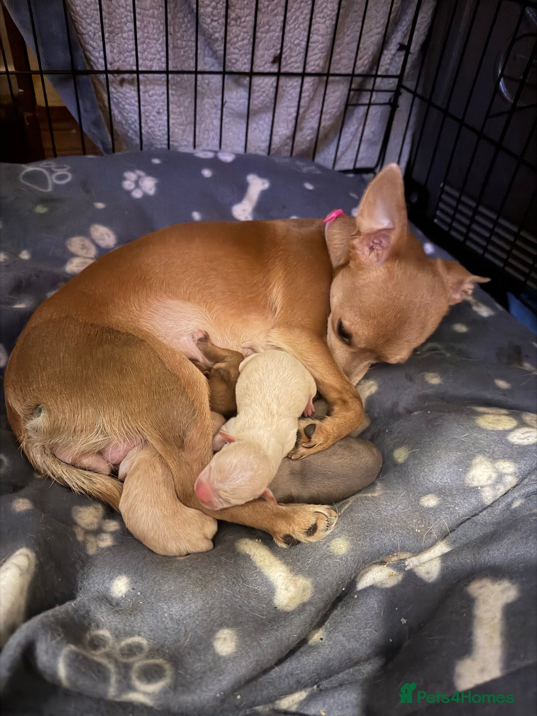 Mixed Breed dogs for sale: 3 beautiful mixed breed Chihuahuas  - Advert 5