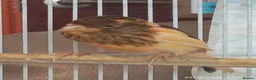 Canaries birds for sale: Canaries MALES - Advert 4