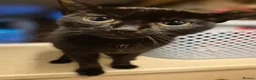 British Shorthair cats for sale: 3 Gorgeous Kittens looking for their forever homes - Advert 1