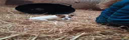 Jack Russell dogs for sale: Ideal working or family Jack russel pups in Northampton - Advert 3