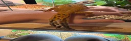 Leopard Gecko reptiles for sale: Male leopard gecko  - Advert 4