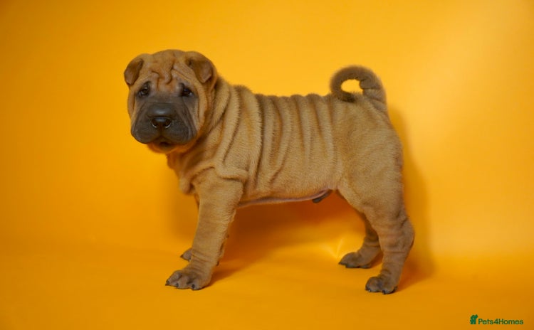 Shar Pei dogs - Advert 1