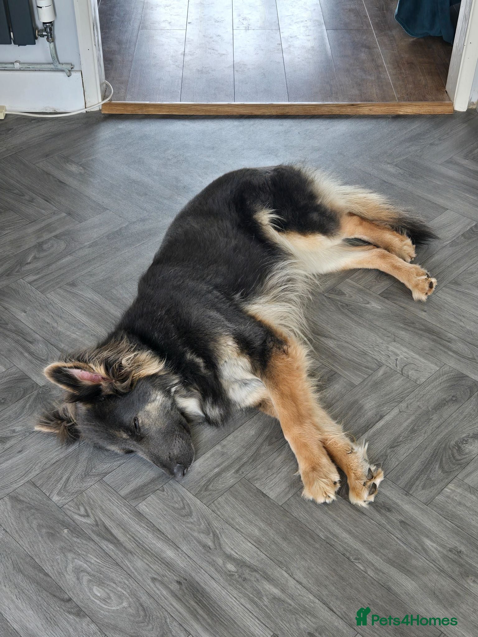 German Shepherd dogs for sale: Stunning long haired Blue/Tan female - Advert 21