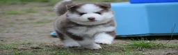 Pomsky dogs for sale: Genuine Celtic Star F3 Pomskies Available  - Advert 14