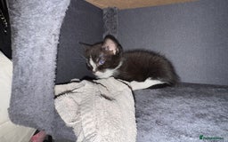 Mixed Breed cats for sale: Adorable Kittens  - Image 9