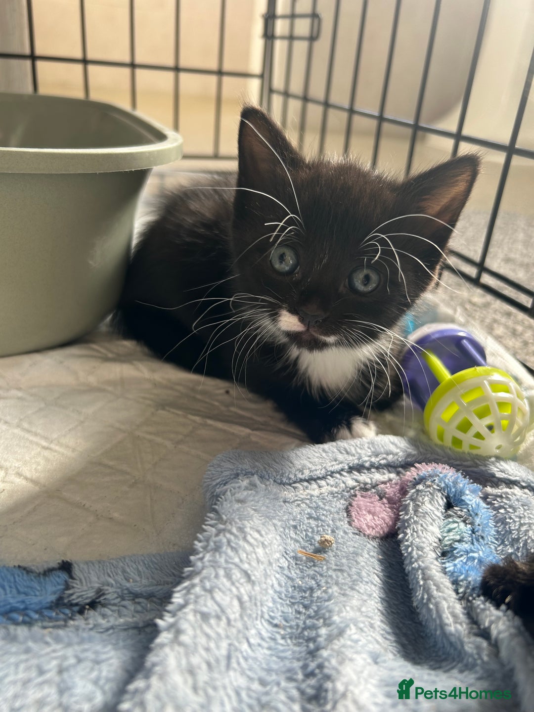 Mixed Breed cats for sale: 4 beautiful kittens looking for a forever home  - Image 2