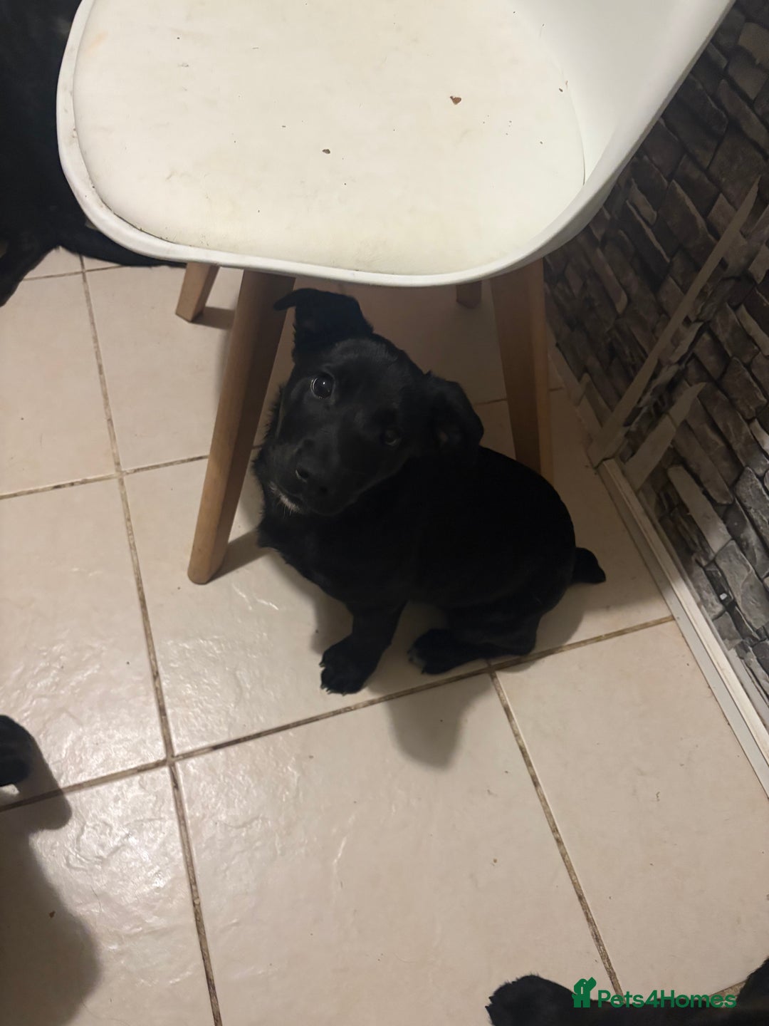 Goldador dogs for sale: Goldador puppies ready for rehome now!  - Advert 5