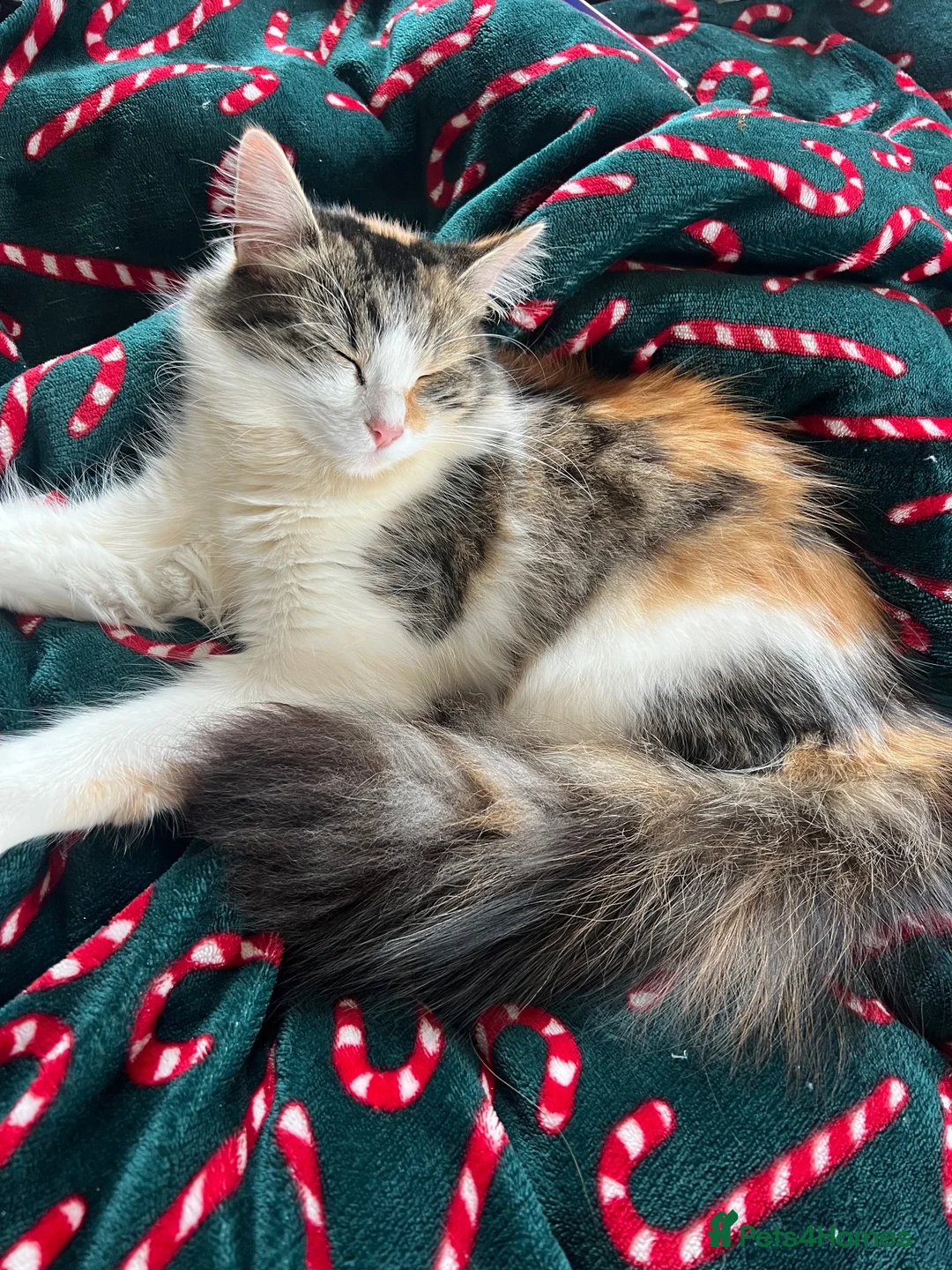 Domestic Shorthair cats for sale: Female cat medium haired girl  - Advert 13