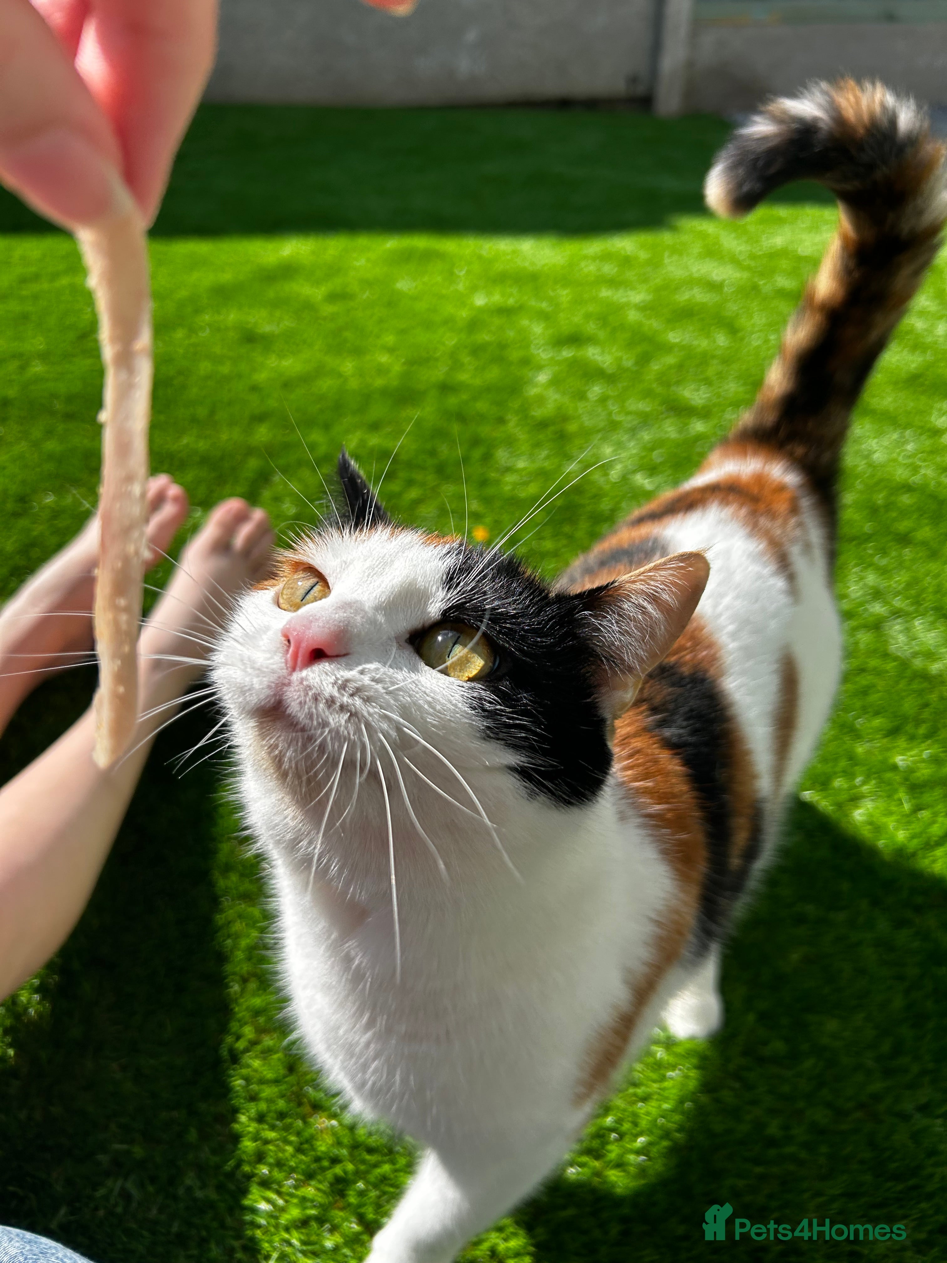 Mixed Breed cats Loving home wanted for gorgeous cat **free** - Advert 1