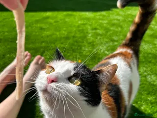 Mixed Breed cats Loving home wanted for gorgeous cat **free** - Advert 4