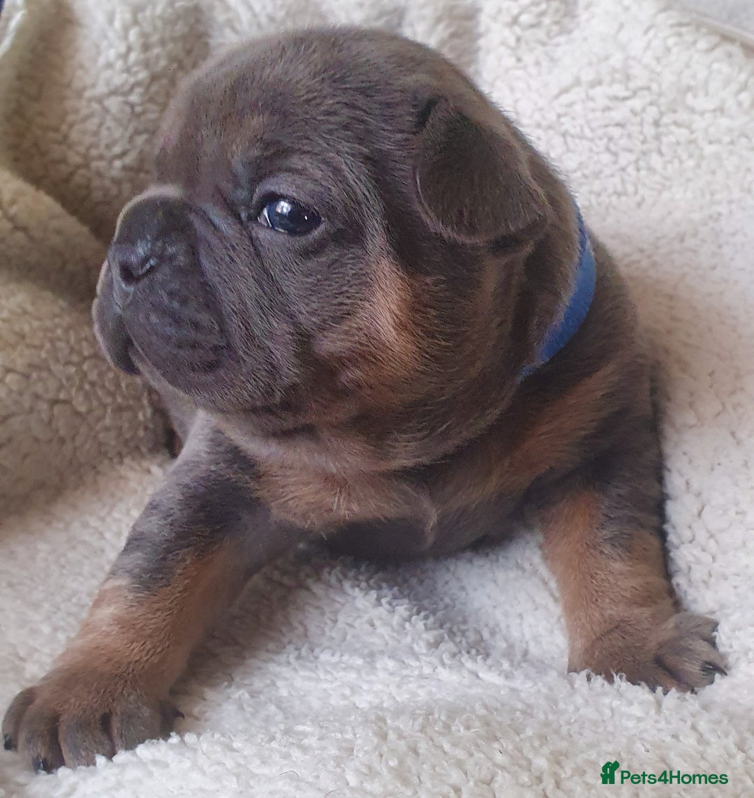 French Bulldog dogs for sale: 4 Chunky Male French Bulldogs - Image 13