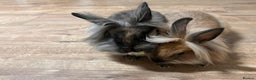 Lionhead rabbits for sale: Lovely brothers looking for new home - Advert 4