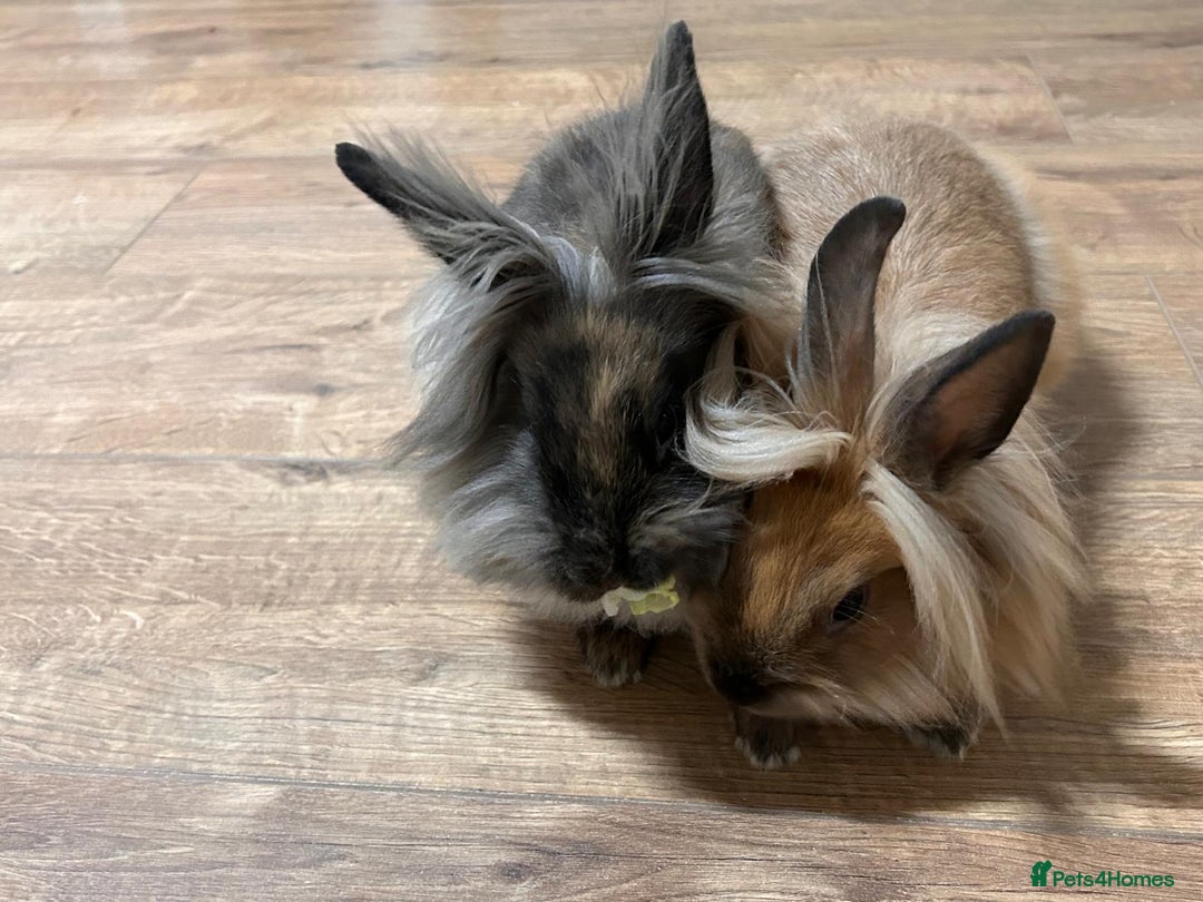 Lionhead rabbits for sale: Lovely brothers looking for new home - Advert 4