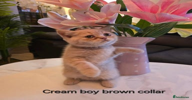 British Shorthair cats Last Cream boy looking forever home 🥰🐱🏡 - Advert 10