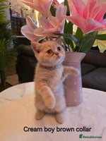 British Shorthair cats Last Cream boy looking forever home 🥰🐱🏡 - Advert 10