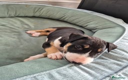 English Bull Terrier dogs for sale: Beautiful English bull terrier  - Advert 5