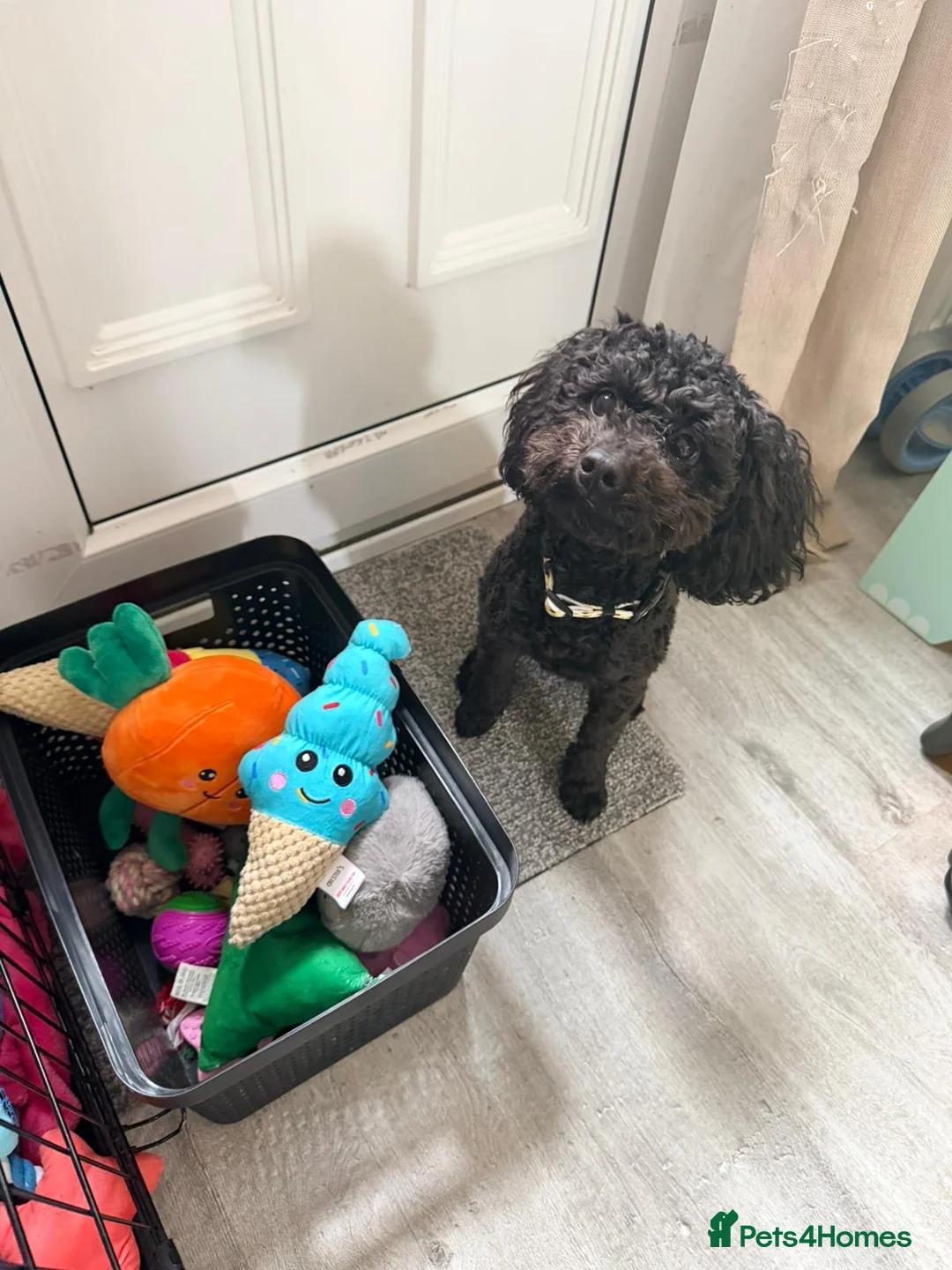 Cockapoo dogs for sale: Maggie - Advert 2