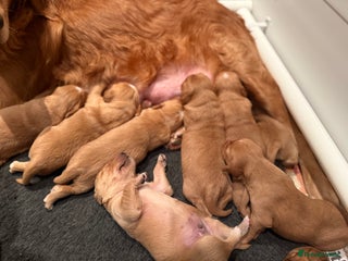 Golden Retriever dogs KC Working Golden Retriever Pups - Advert 13