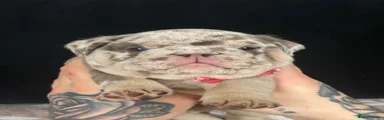 English Bulldog 2