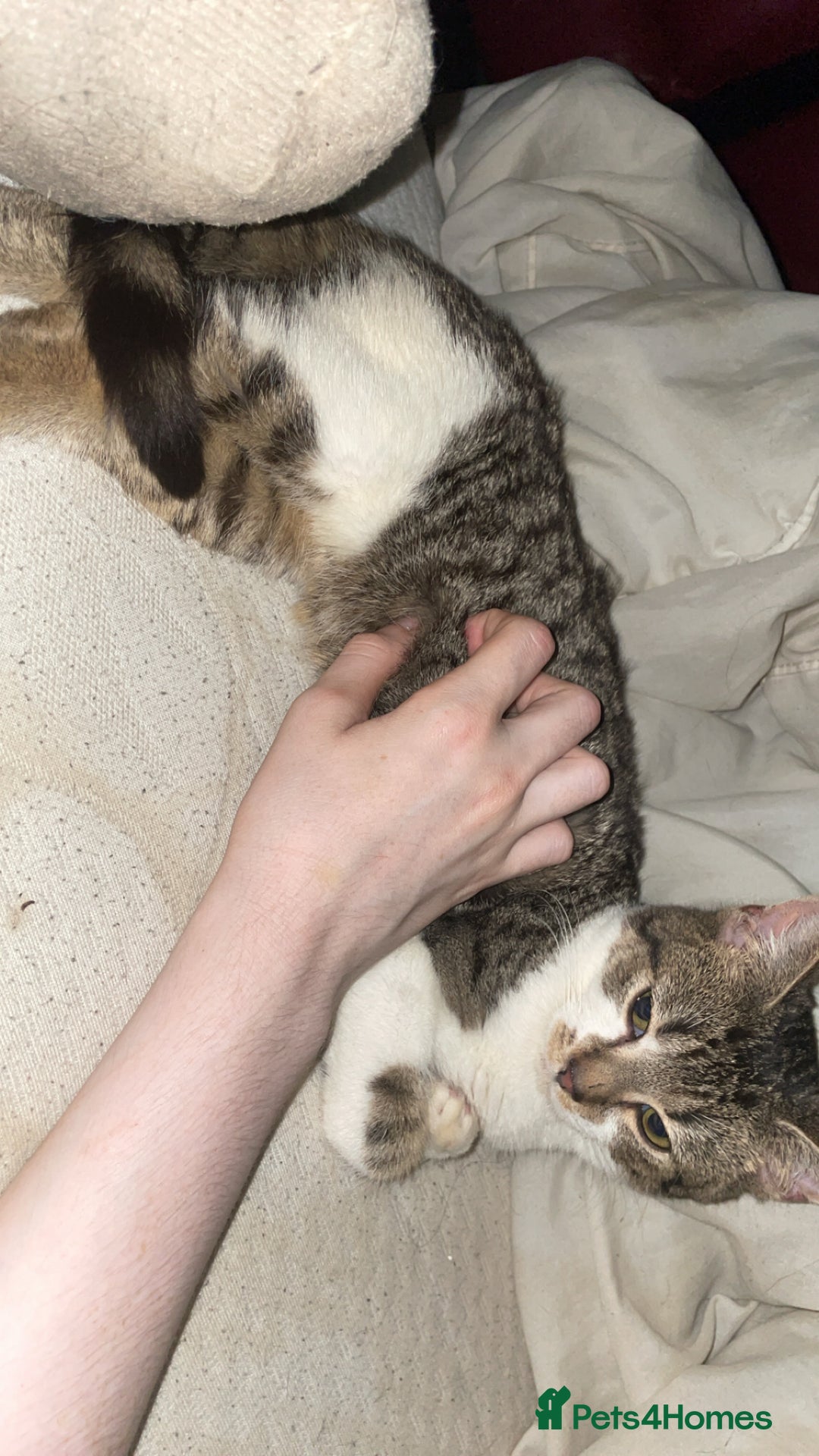 American Shorthair cats for sale: 8 months old kitten for sale - Image 3
