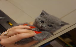 British Shorthair cats for sale: Both parents pedigreesTICA pedigree-dad5xchampion  - Image 15