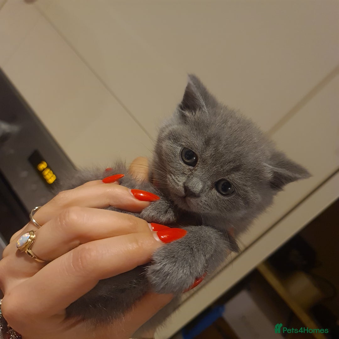 British Shorthair cats for sale: Both parents pedigreesTICA pedigree-dad5xchampion  - Image 15