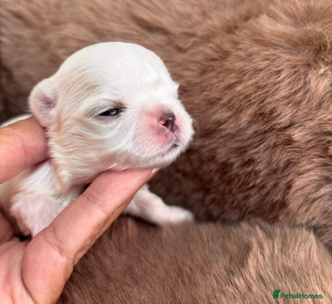 Maltese dogs for sale: Bambelina Full Korean Bloodline Maltese - Advert 5