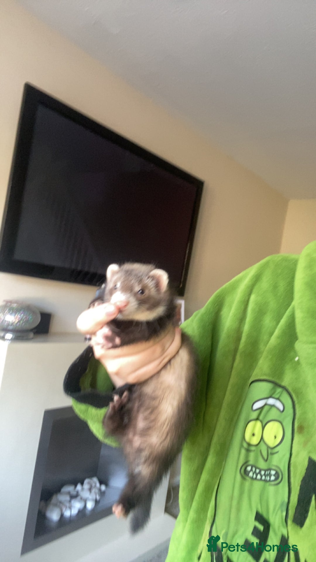 Ferret rodents for sale: Ferret - Image 6