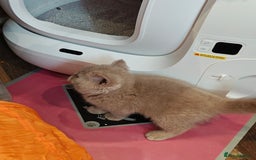 British Longhair cats for sale: Cinnamon bi colour longhair  - Image 6