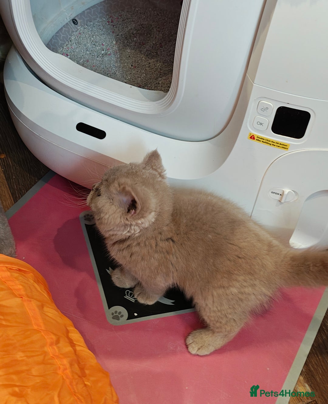 British Longhair cats for sale: Cinnamon bi colour longhair  - Image 6