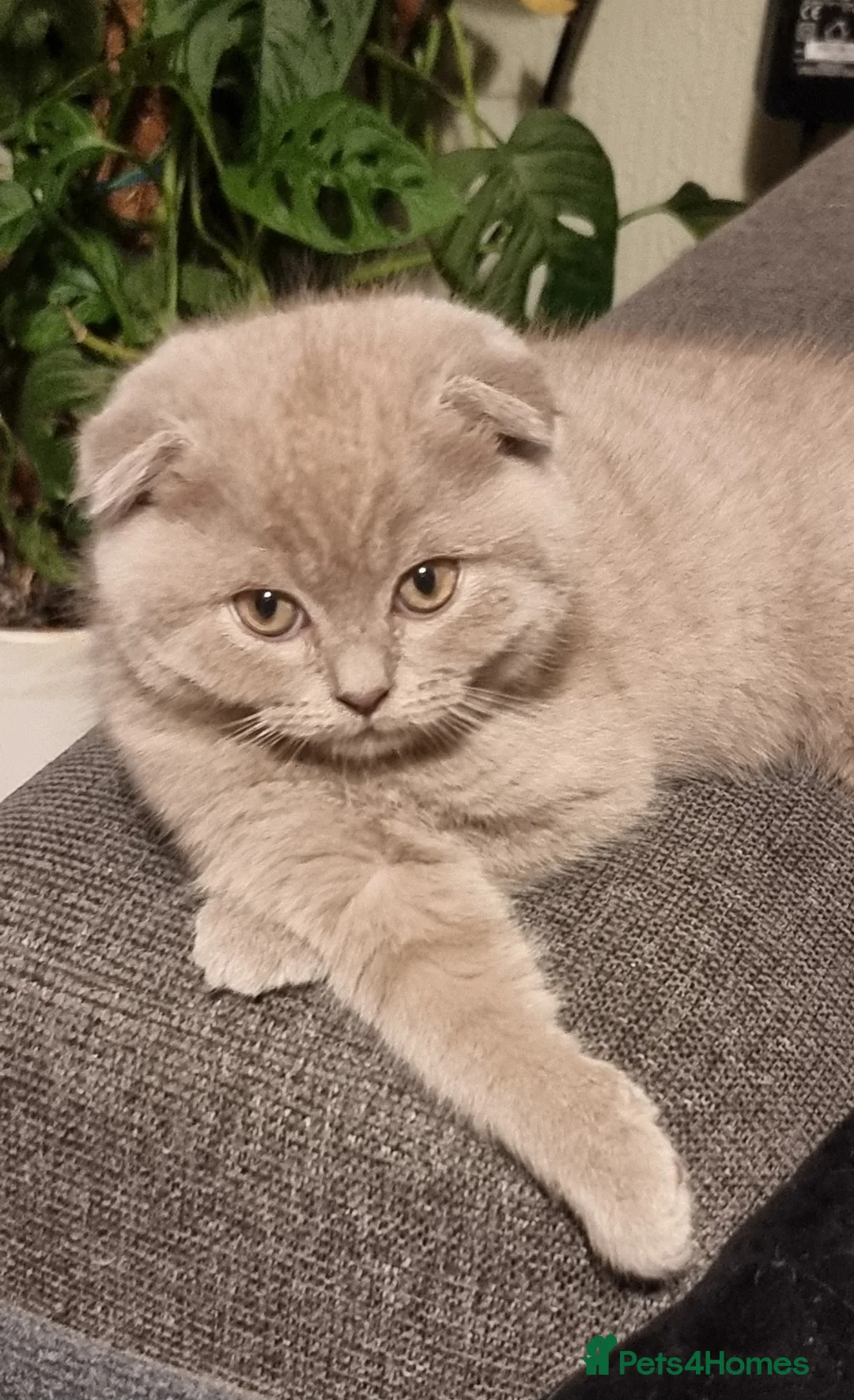 Scottish Fold cats for sale: Wonderful kittens 😸  - Advert 20