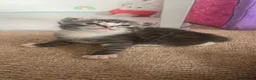 Mixed Breed cats for sale: 4 x Beautiful Mixed Breed Ragdoll Kittens  - Advert 11