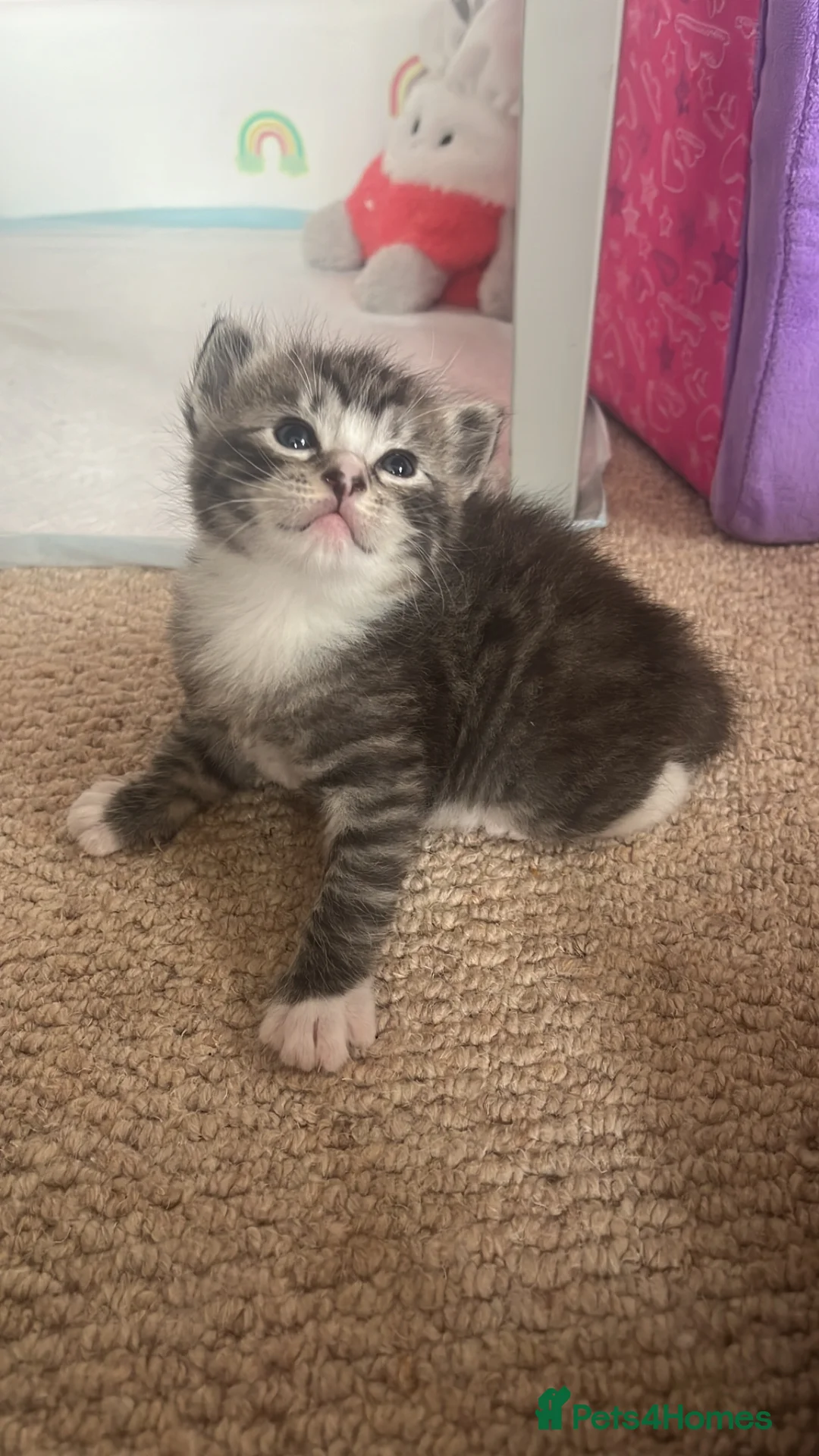 Mixed Breed cats for sale: 4 x Beautiful Mixed Breed Ragdoll Kittens  - Advert 11