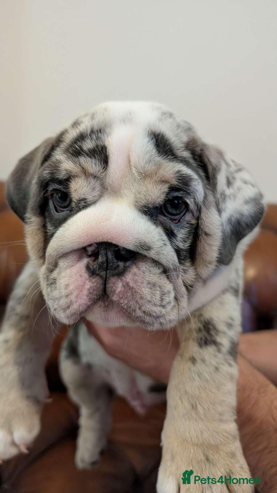 English Bulldog dogs English Bulldogs pups Blue Merle & Lilac Tan - Advert 14