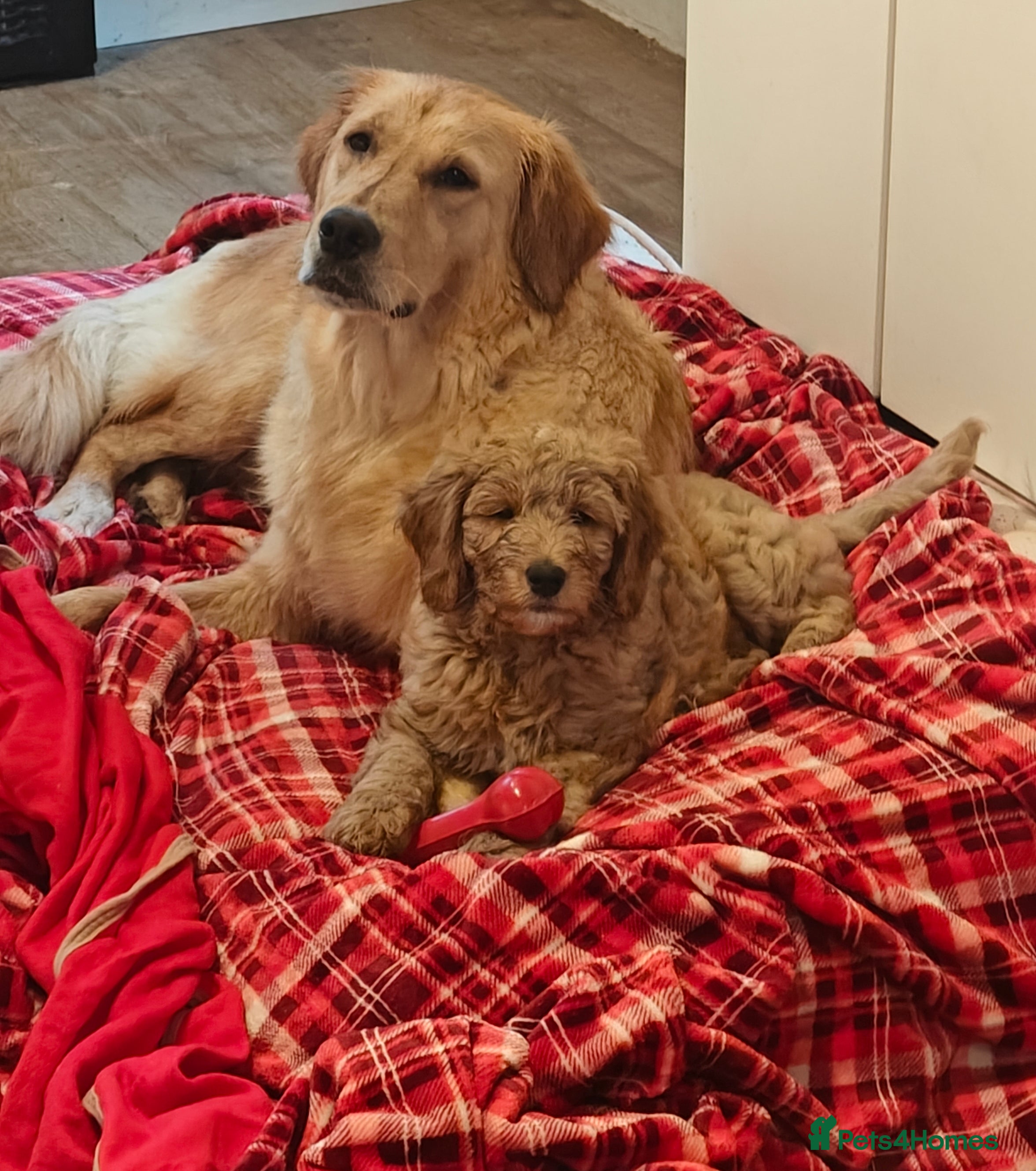Mini Goldendoodle dogs *REDUCED* Adorable Red & Apricot Goldendoodles - Advert 2