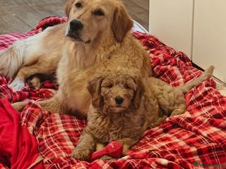 Mini Goldendoodle dogs Mini Golden Doodles (Red & Apricot) - Advert 5