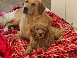 Mini Goldendoodle dogs Mini Golden Doodles (Red & Apricot) - Advert 8