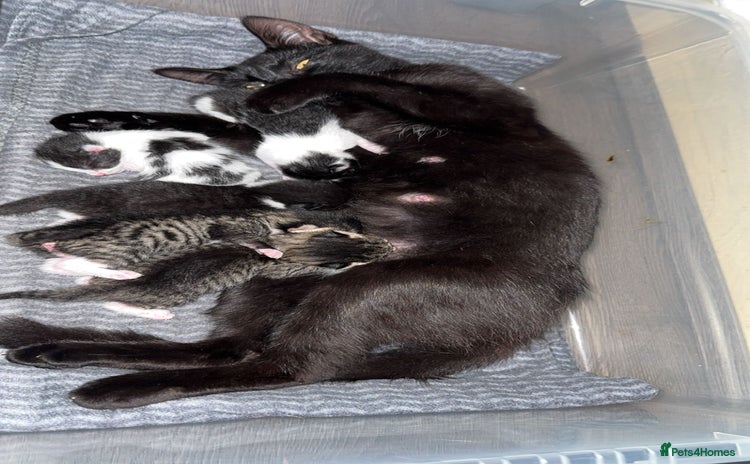 Mixed Breed cats for sale - Advert 2