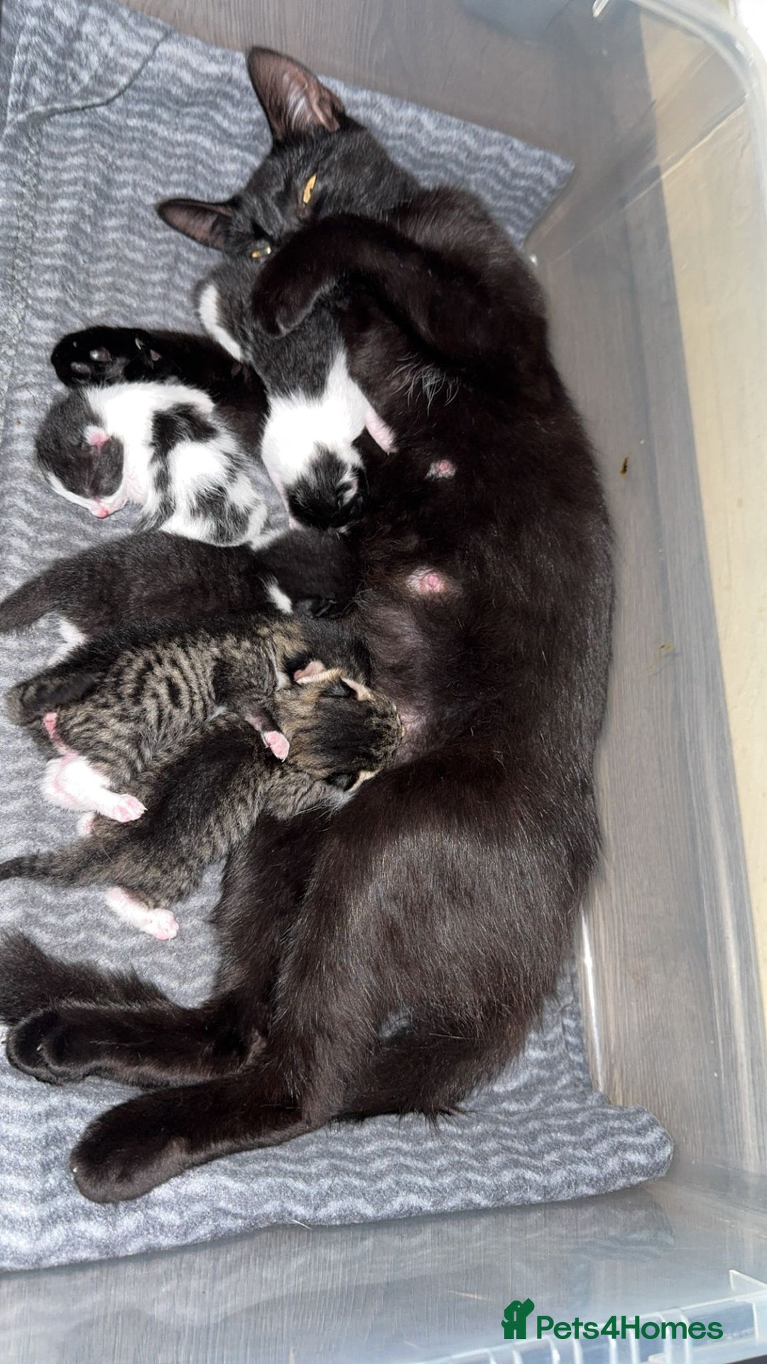Mixed Breed cats for sale: Beautiful kittens for sale - Image 1