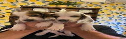 Basset Hound dogs for sale: Now Ready for New Forever Homes - Advert 3